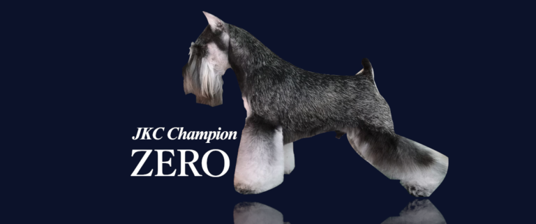 HOME│BLACK DOG LLC.