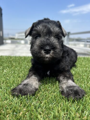 【成約済】2023.3.18生　Mシュナウザー（オス）