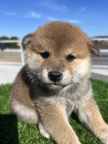 販売中　2025.10.4生　柴犬（オス）赤色