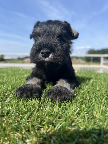 成約済み　4/29 生まれ ミニチュアシュナウザー 男の子　