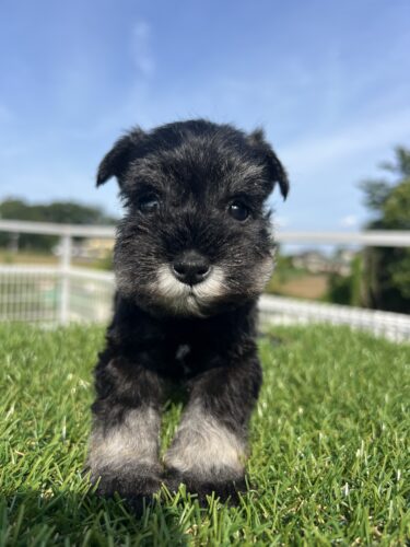 成約済み　4月29日生まれ　ミニチュアシュナウザー　女の子