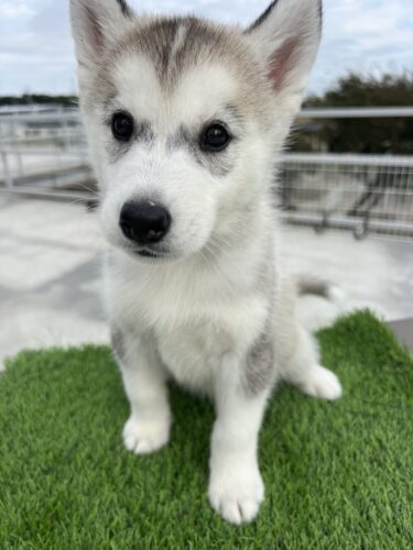 成約済み　シベリアンハスキー　8月31日生　オス