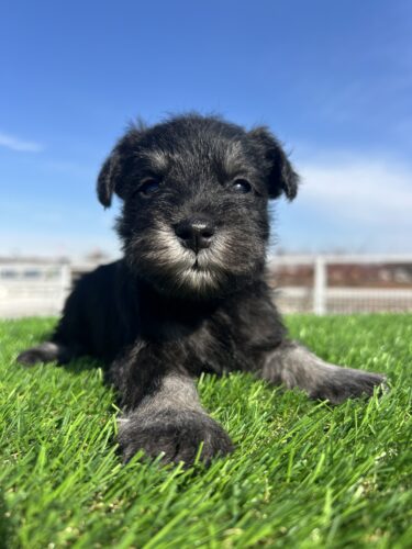 成約済み　Mシュナ　2024.11.21生　メス　ブラック＆シルバー