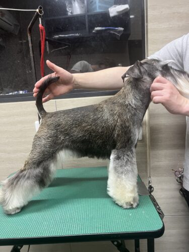 販売中　シュナ　2024.7.27生  オス