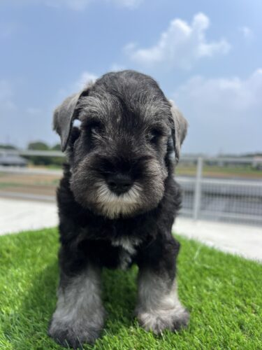 販売中　Mシュナウザー　25.5.21生　オス