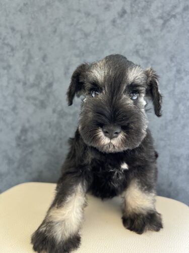 成約済み　Mシュナウザー　女の子　25.6.10生