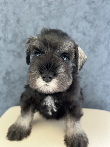 販売中　Mシュナウザー　女の子　25.6.10生