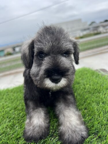 成約済み　Mシュナウザー　25.6.20生　オス