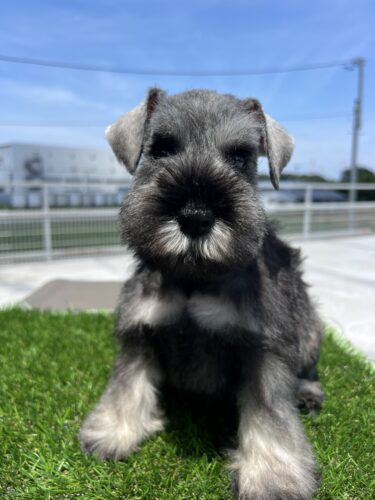 販売中　Mシュナウザー　25.6.20 メス