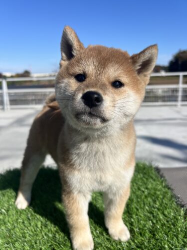 成約済み　柴犬　2025.10.4生　オス