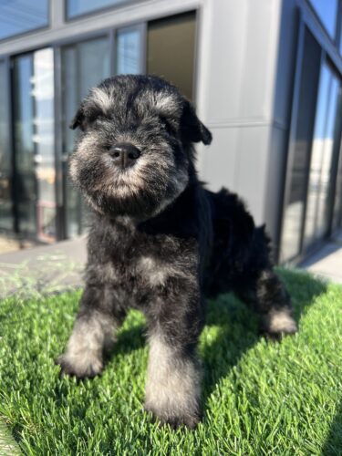 HOME│BLACK DOG LLC.
