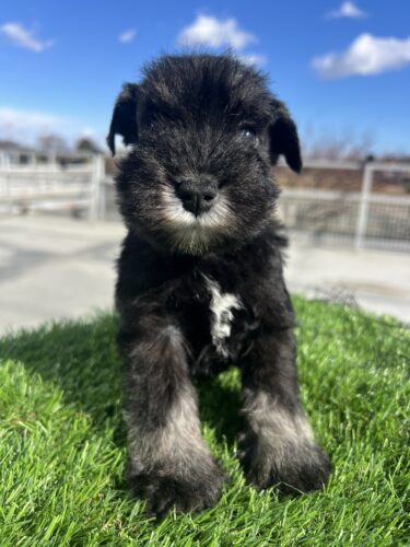 販売中　ミニチュアシュナウザー　2025.12.12生　オス