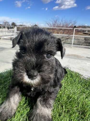 販売中　ミニチュアシュナウザー　2025.12.12生　メス