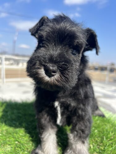 HOME│BLACK DOG LLC.