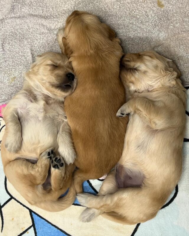 販売中 Mシュナウザー 25.5.21生 オス│BLACK DOG LLC.